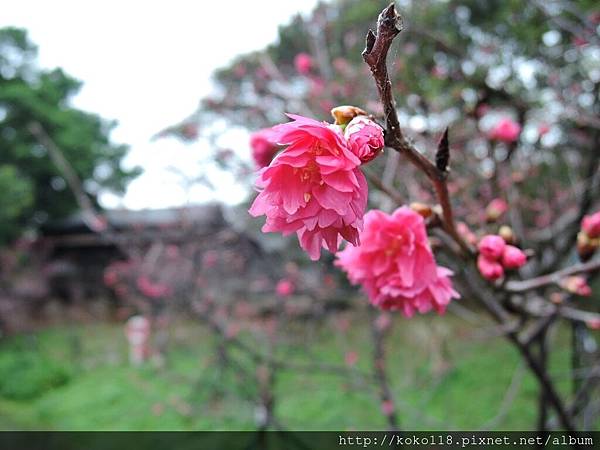 108.2.28 新竹公園麗池-八重櫻3.JPG