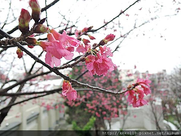 108.3.1 新竹高中-山櫻花4.JPG