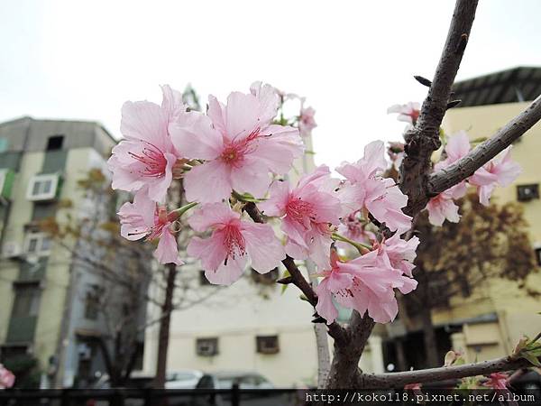 108.3.1 東山濕地生態教學公園外-河津櫻1.JPG