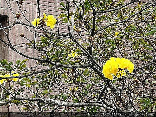 108.3.1 東山濕地生態教學公園-黃花風鈴木2.JPG