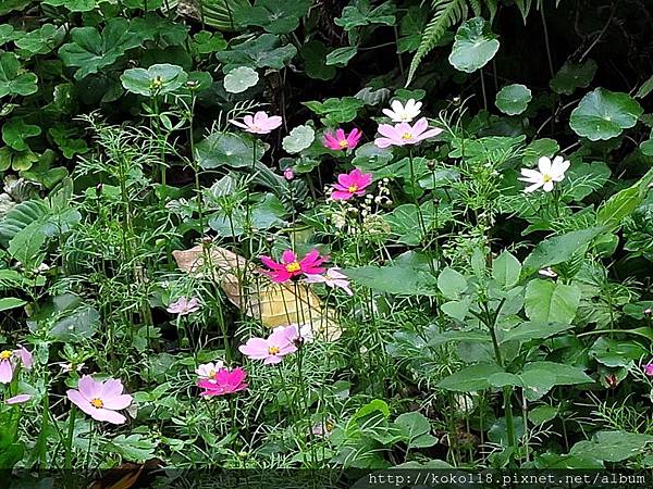 108.3.1 東山濕地生態教學公園-波斯菊.JPG