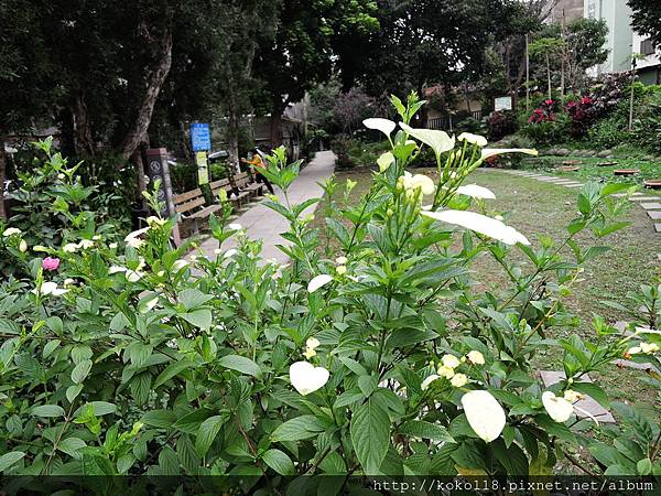 108.3.1 東山濕地生態教學公園-黃萼花.JPG