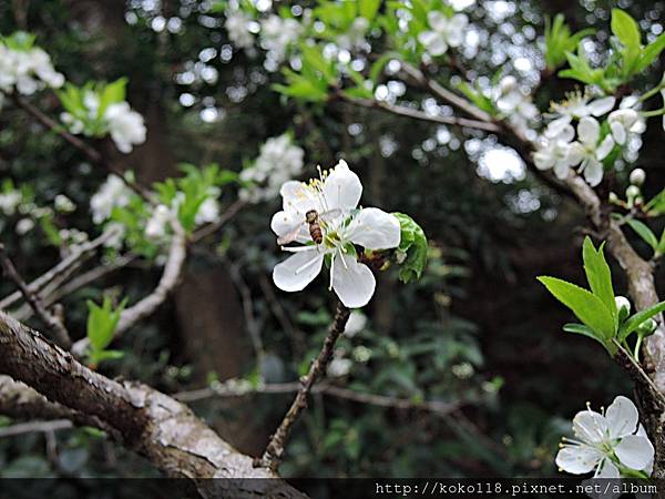 108.3.16 十八尖山-李花,食蚜蠅.JPG