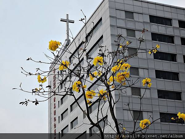 108.3.19 馬偕醫院對面-黃花風鈴木3.JPG