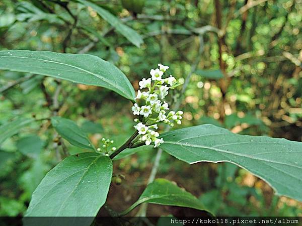 108.3.21 十八尖山-台灣山桂花.JPG