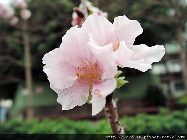 108.3.29 東山濕地生態教學公園外-墨染櫻4.JPG