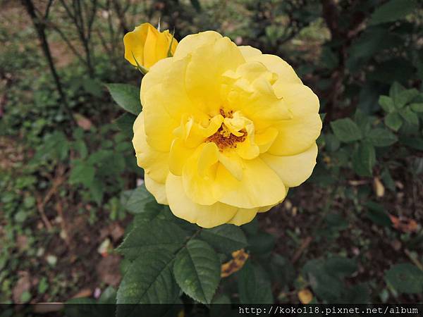 108.3.29 東山濕地生態教學公園-玫瑰.JPG