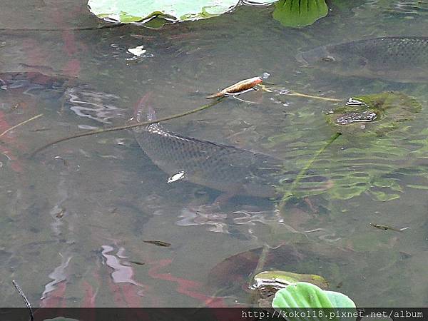 108.3.29 東山濕地生態教學公園-魚.JPG