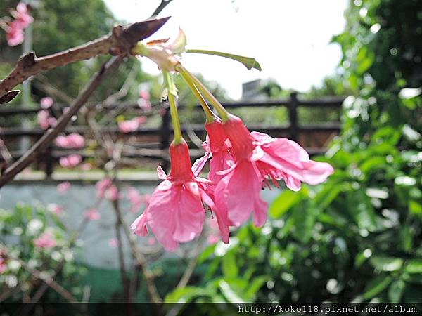 108.3.30 博愛小憩-山櫻花.JPG