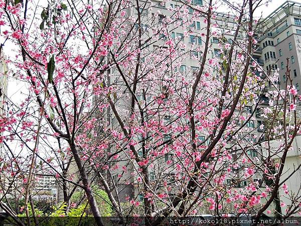 108.3.30 社區-山櫻花,富士櫻.JPG