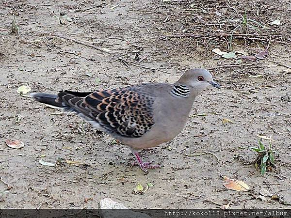 108.4.12 新竹公園-金背鳩.JPG