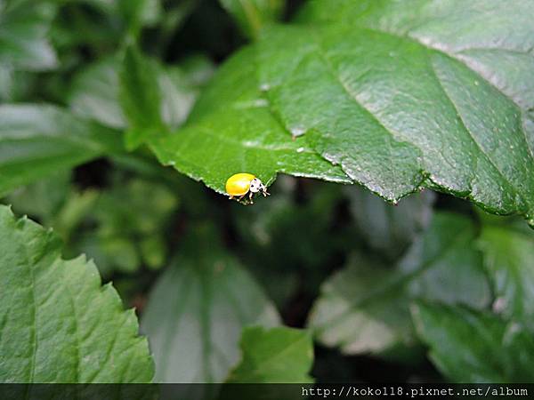 108.4.13 十八尖山-黃瓢蟲.JPG