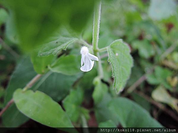 108.4.21 新竹高中-白花草2.JPG