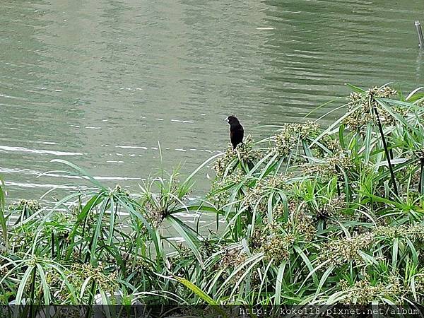 108.4.24 新竹公園-不知名的鳥.JPG