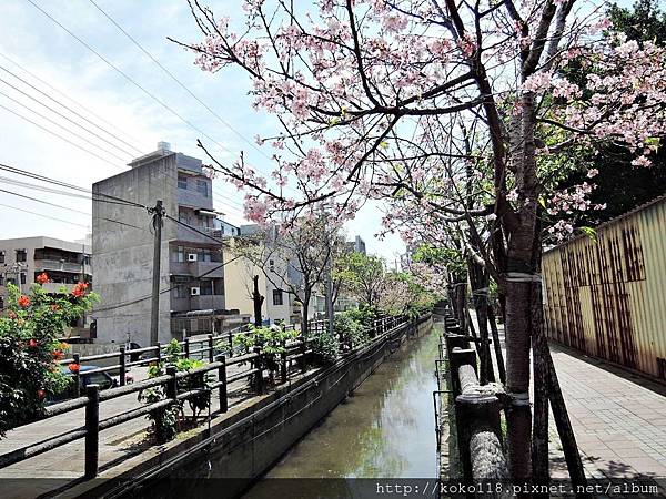 108.4.25 東山濕地生態教學公園外-富士櫻9.JPG