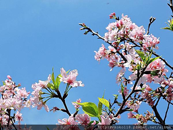 108.4.25 東山濕地生態教學公園外-富士櫻6.JPG