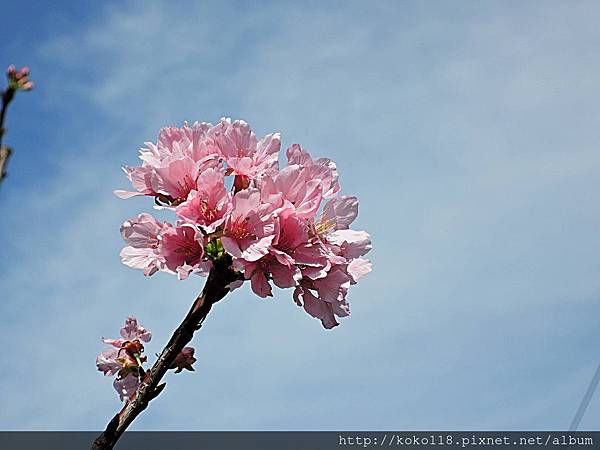 108.4.25 東山濕地生態教學公園外-富士櫻4.JPG