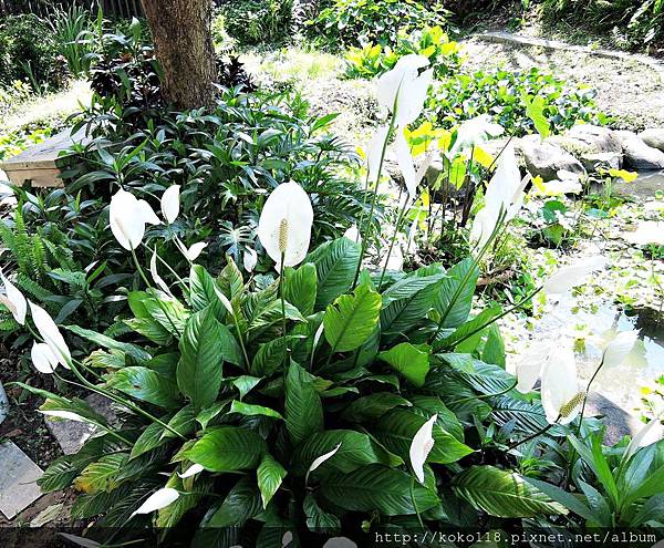 108.4.25 東山濕地生態教學公園-白鶴芋.JPG