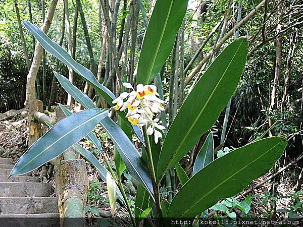 108.4.30 高峰植物園-月桃.JPG