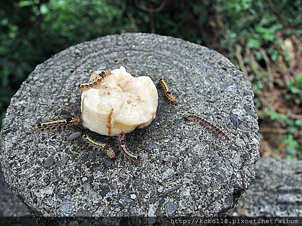 108.5.4 十八尖山-香蕉,台灣黃毒蛾幼蟲,鼠婦,霍氏繞馬陸2.JPG