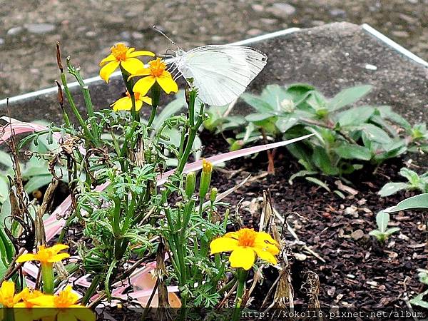 108.5.10 交通大學博愛校區-台灣紋白蝶,芳香萬壽菊.JPG