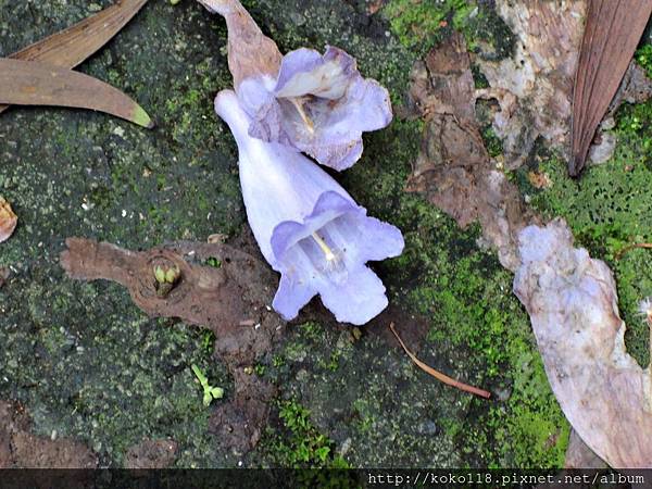 108.5.11 十八尖山-獅子亭後方階梯步道-藍花楹3.JPG