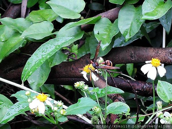 108.5.18 十八尖山-黃胸泥壺蜂.JPG