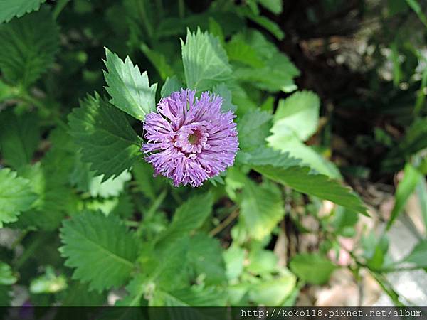 108.5.19 交通大學博愛校區外-藍冠菊(菲律賓鈕扣花)2.JPG