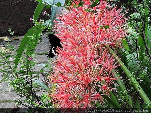 108.5.21 長青學苑-玉帶鳳蝶,火球花.JPG