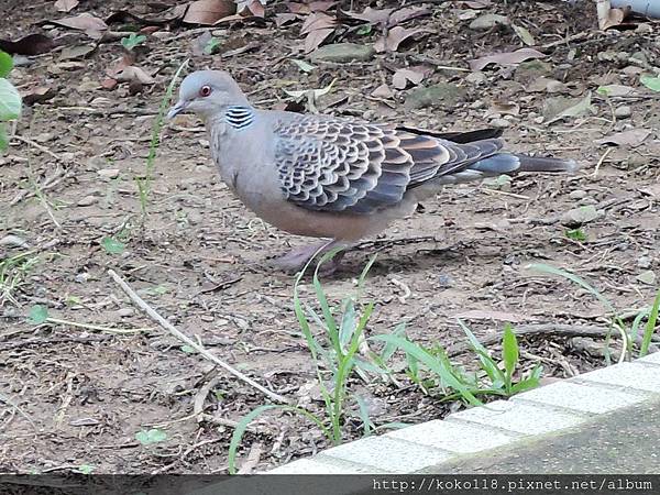 108.5.21 新竹公園-金背鳩.JPG