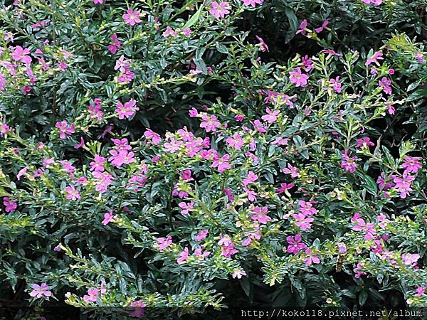 108.5.21 新竹公園-細葉雪茄花.JPG