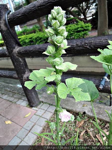 108.5.25 東山濕地生態教學公園外-蜀葵(一丈紅).JPG