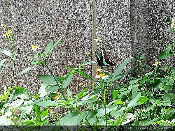 108.6.9 新竹高中-青帶鳳蝶3.JPG