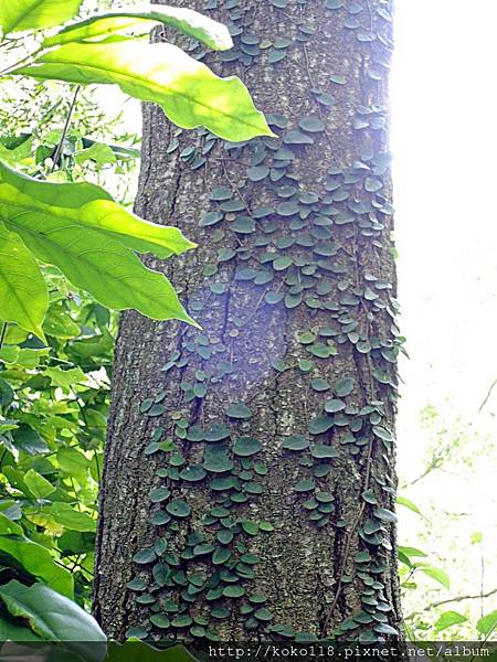 108.6.15 十八尖山-獅子亭後方階梯步道-薜荔.JPG