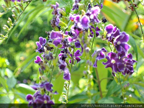 108.7.14 清華大學蝴蝶園-蕾絲金露花.JPG