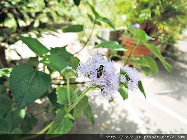 108.7.14 清華大學蝴蝶園-蘆蜂,紫花藿香薊1.JPG