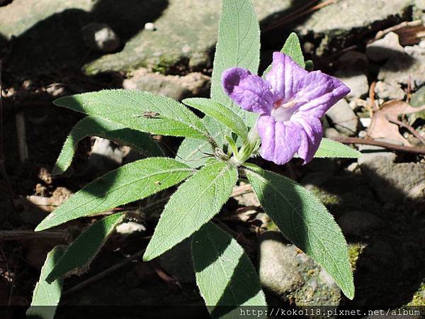 108.7.24 十八尖山-水藍鈴(蔓性蘆莉).JPG