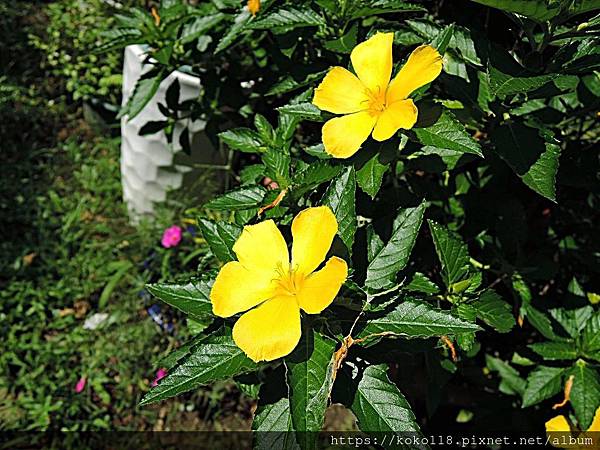 108.8.22 東山濕地生態教學公園-黃時鐘花.JPG