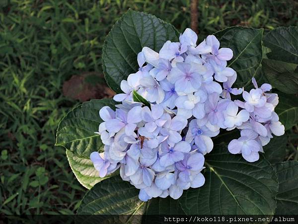 108.8.23 十八尖山-繡球花.JPG