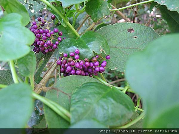 108.8.23 十八尖山-杜虹花(實).JPG