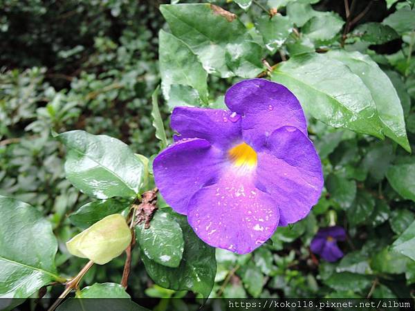 108.9.21 十八尖山-立鶴花.JPG