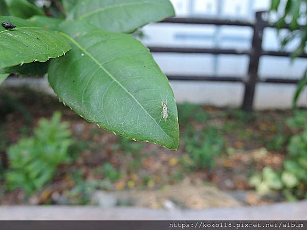 108.9.25 東山濕地生態教學公園外-搖蚊.JPG