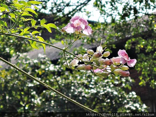 108.9.25 東山濕地生態教學公園-紫芸藤2.JPG