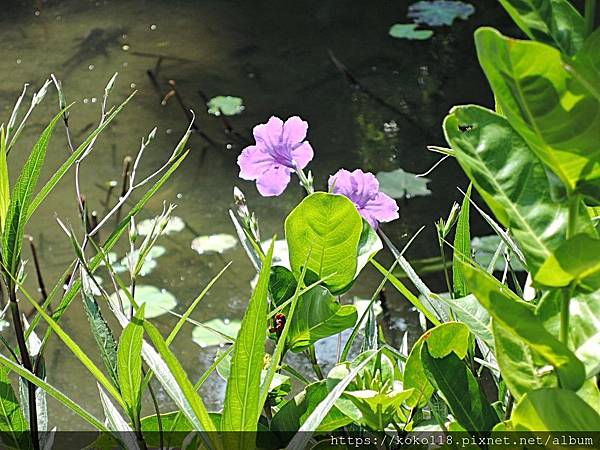 108.9.25 東山濕地生態教學公園-翠蘆莉.JPG