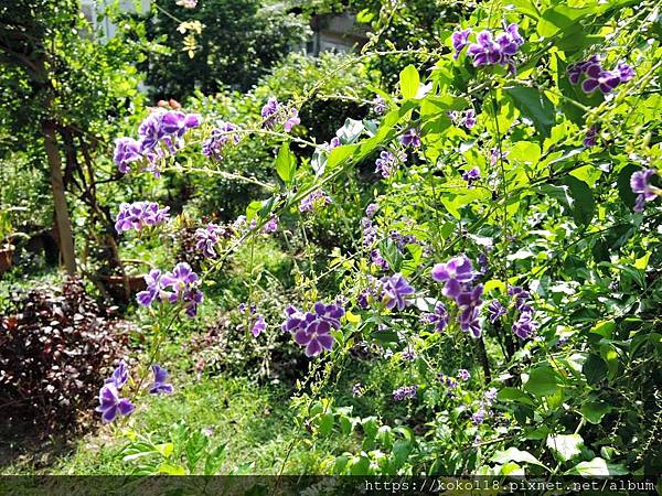 108.9.25 東山濕地生態教學公園-蕾絲金露花.JPG