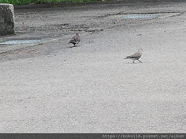 108.10.4 交通大學博愛校區-金背鳩,紅鳩.JPG