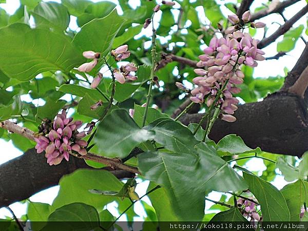 108.10.19 新竹公園-水黃皮1.JPG