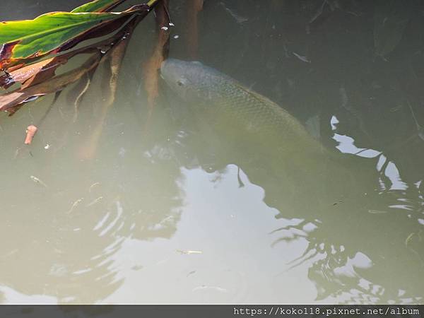 108.10.26 新竹公園-魚.JPG