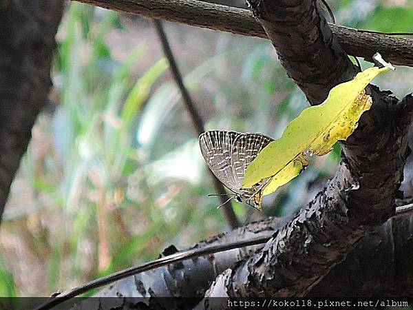 108.10.26 新竹公園-琉璃波紋小灰蝶.JPG