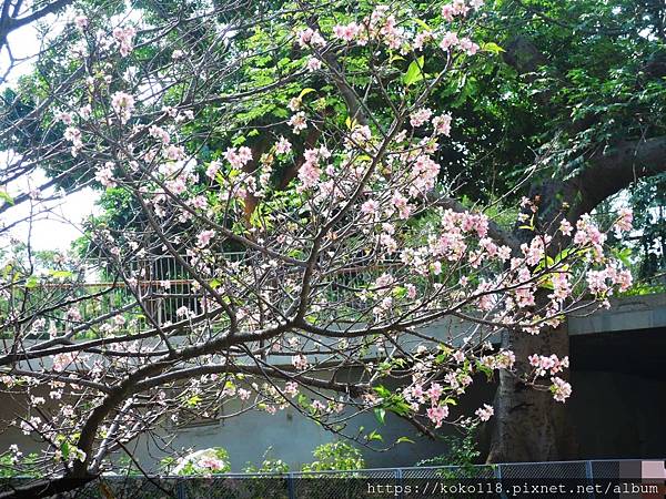 108.10.26 新竹公園-玻璃工坊-河津櫻.JPG